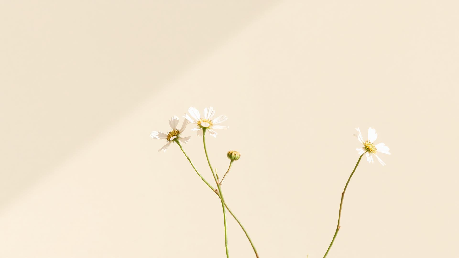 Grief & Loss Counseling